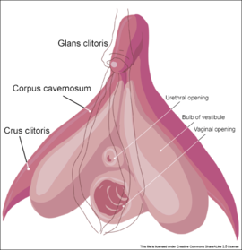 270px Clitoris inner anatomy